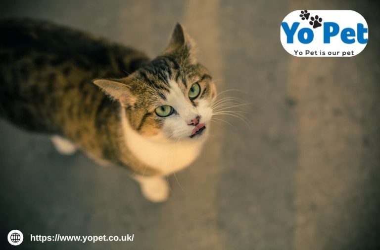 Hamster Litter Tray Buy Online Uk | Yopet.co.uk