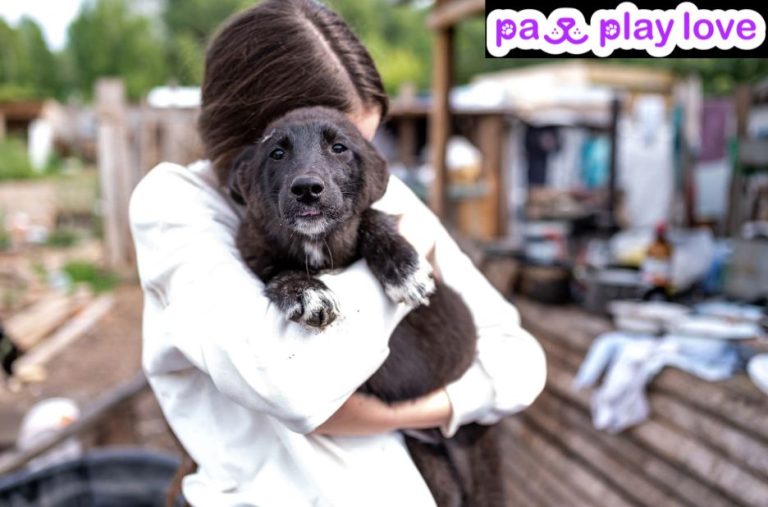 Find Local Puppy Playdates and Social Spots for Your pup