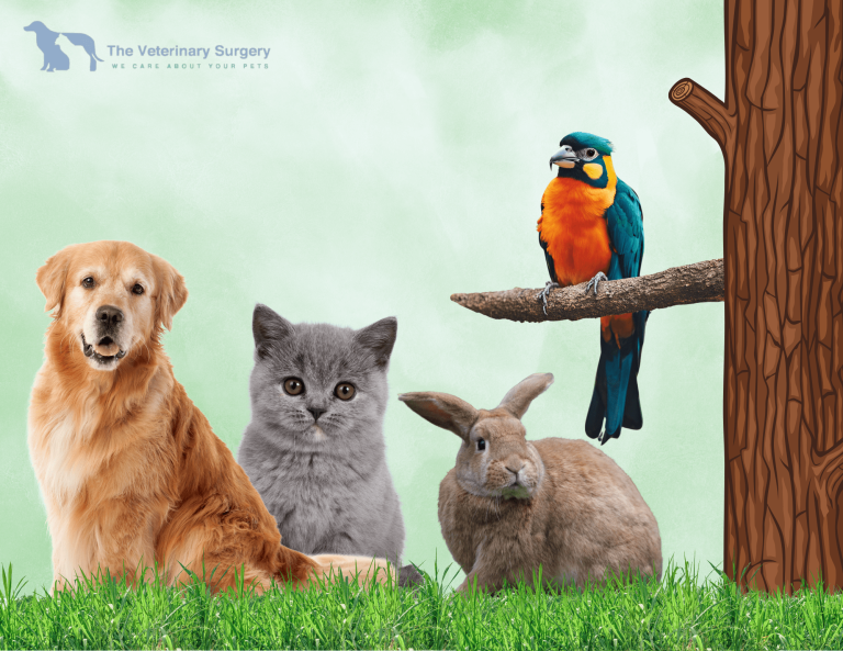 Compassionate veterinary care and urgent services for pets in Doha