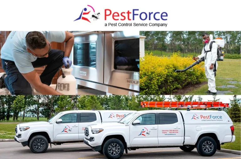 Sleep Peacefully Using Bedbug Control Solutions Today Sleep Peacefully Using Bedbug Control Solutions Today