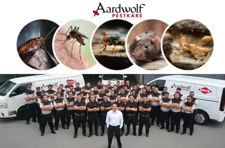 Effective Termite Control & Treatment Singapore | Expert NEA Certified Solutions