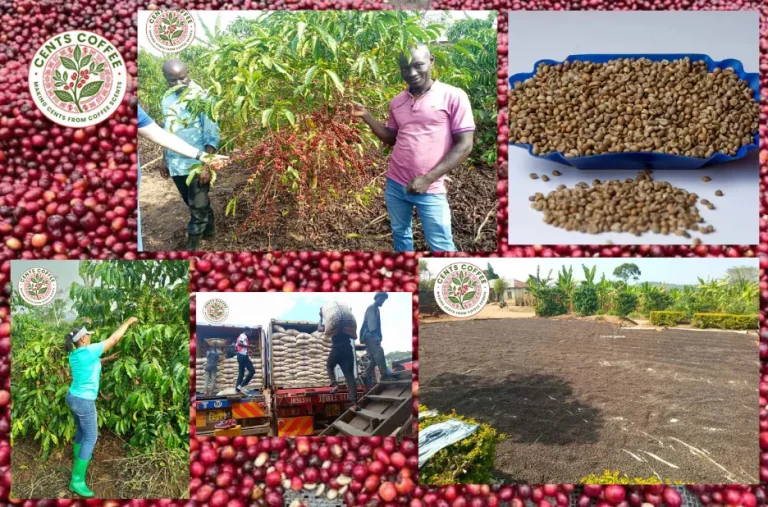 Robusta Coffee Large Bean Screen 18 | Centscoffee.com