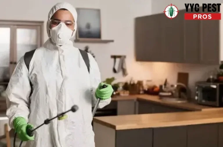 Effective Bedbugs Treatment Solutions for Complete Pest Elimination and Prevention