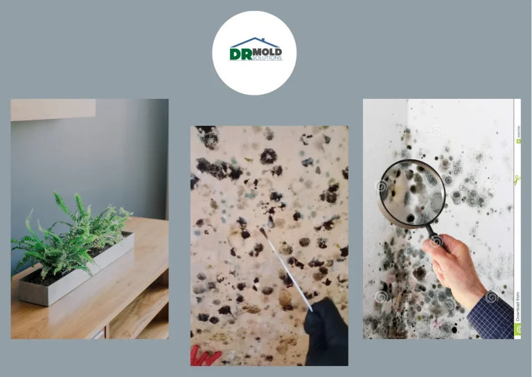 Effective Same Day Mold Treatment Florida for Quick Mold Removal and Prevention Effective Same Day Mold Treatment Florida for Quick Mold Removal and Prevention